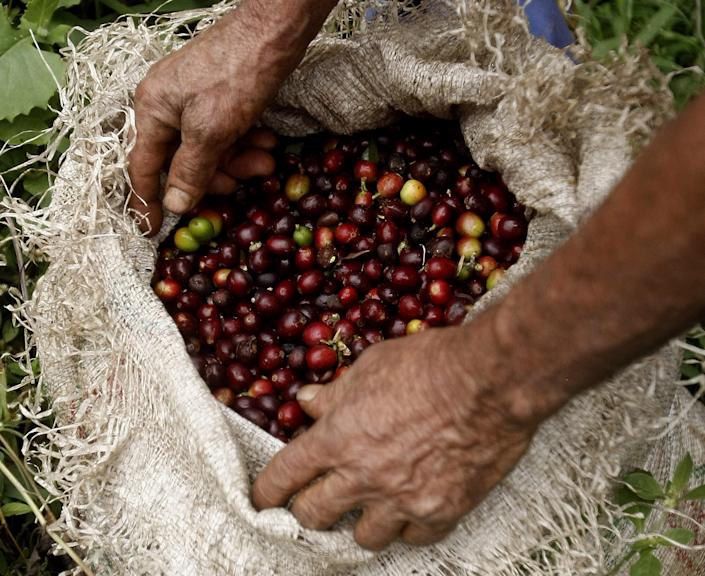 La producción colombiana de café cayó un 16 % en febrero por factores climáticos