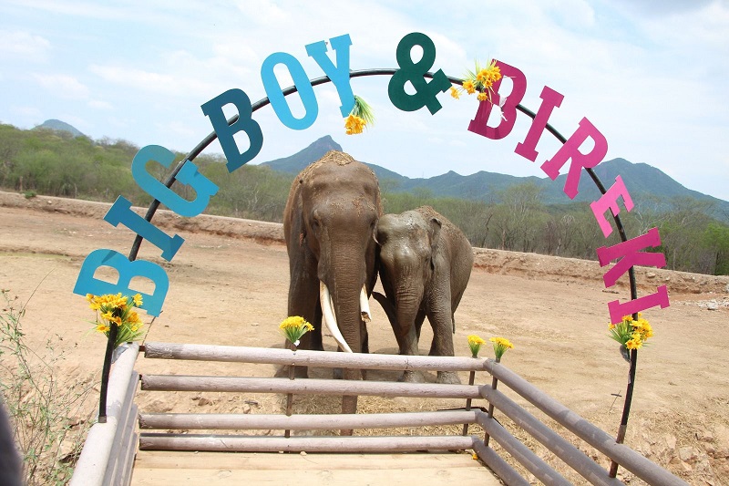 Con la boda de los elefantes asiáticos Big Boy y Bireki festejan segundo aniversario del Santuario Ostok