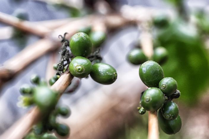 Honduras vende 1.269 millones de dólares en café en casi 10 meses de cosecha 2022-2023