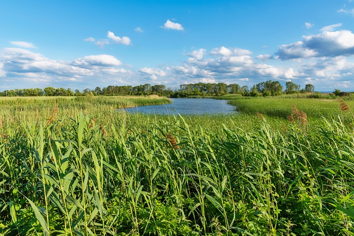 Aunque en algunas zonas persisten sequías, se consolidan mejores perspectivas climáticas para la producción, sostiene informe presentado al Consejo Agropecuario del Sur (CAS) por especialistas del PROCISUR