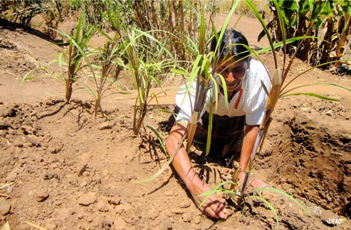 Nuevo informe de la ONU: 74 por ciento de los países de América Latina y el Caribe tienen alta exposición a eventos climáticos extremos, afectando la seguridad alimentaria